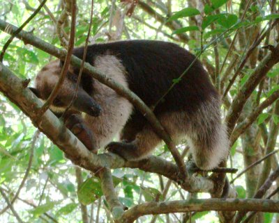Tamandua anteater, Tamandua mexicana