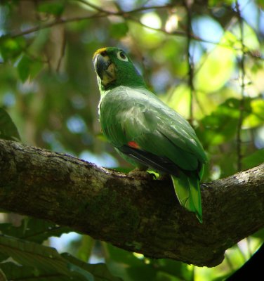 Yellow-crowned Amazon