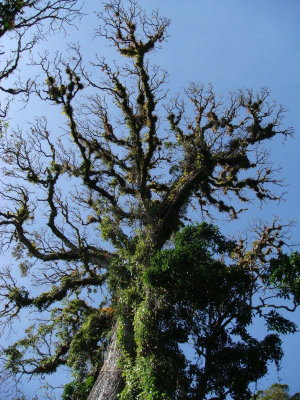 Tree Covered with Epiphytes