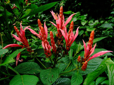 Aphelandra sinclairiana, Acanthaceae