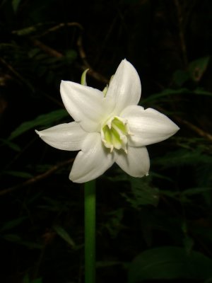 Eucharis sp. Narcissus in Forest