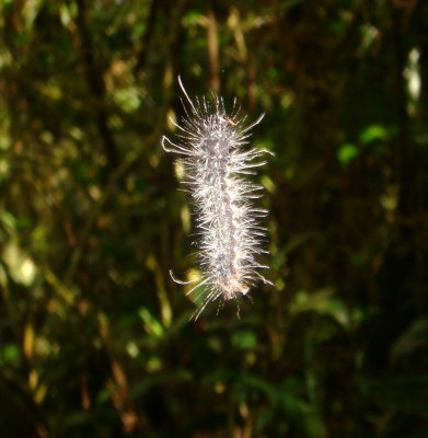 Caterpiller hanging in mid-air