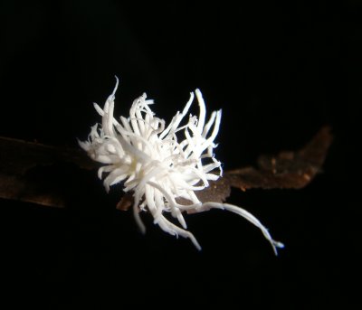 Hemipteran Bug with Waxy Camouflage Strands