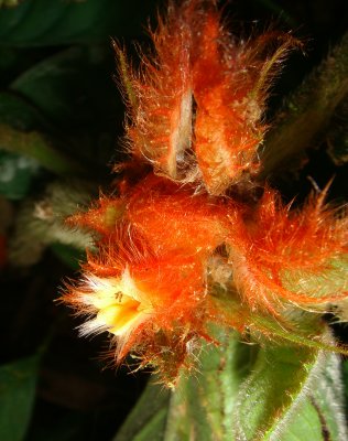 Strange Flower, Columnea cf. incredibilis, Gesneriad