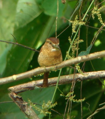 Barred Puffbird, Nystalus radiatus