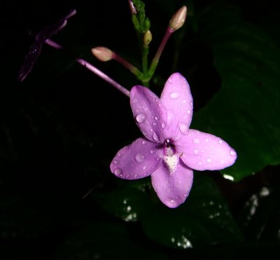 Pseuderanthemum sp., Acanthaceae
