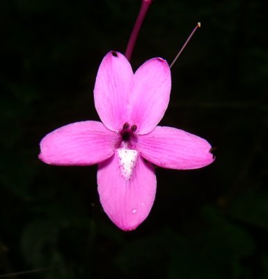 Pseuderanthemum sp., Acanthaceae