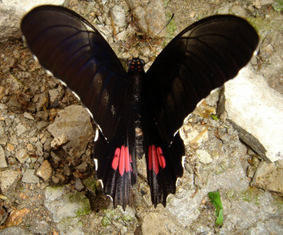 Cattleheart Butterfly, genus Parides