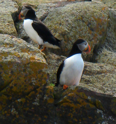 Atlantic Puffins