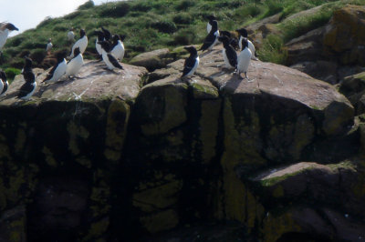 Atlantic Puffins