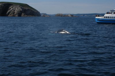  Humpback Whale