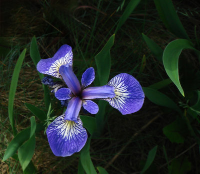 Blue flag Iris
