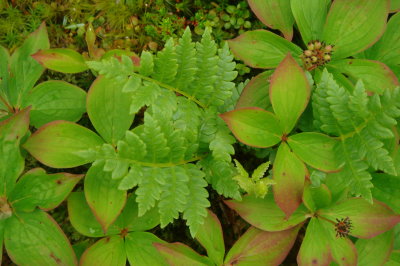 Bunch Berry - Cornus canadensis