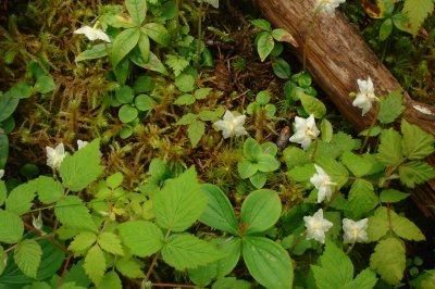 Pyrola