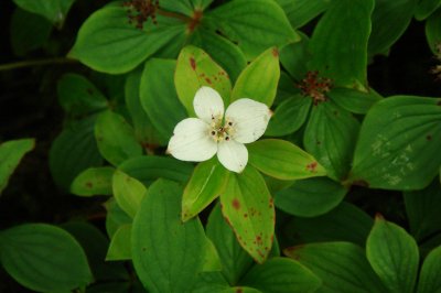 Bunch Berry - Cornus canadensis