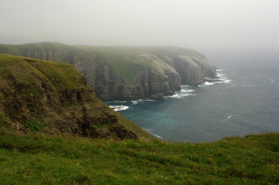 Northern Gannet Colony