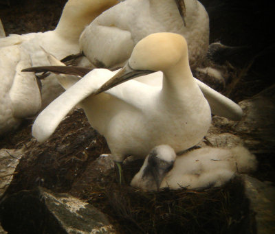 Northern Gannet & chick