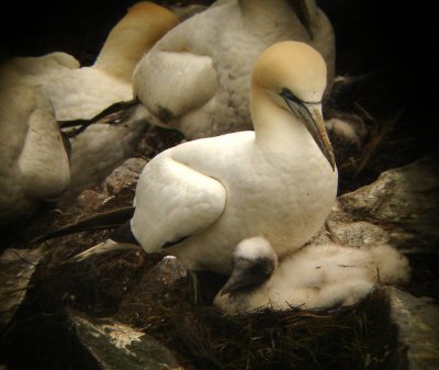 Northern Gannet & chick