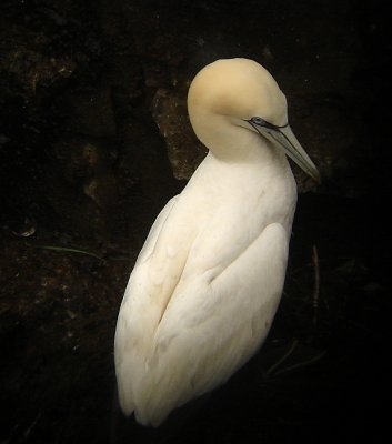 Northern Gannet