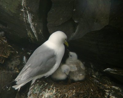 Black-legged Kittiwake & chicks