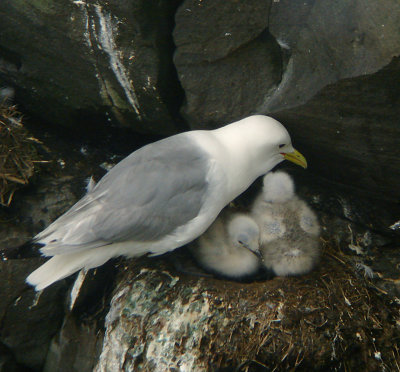 Black-legged Kittiwake & chicks