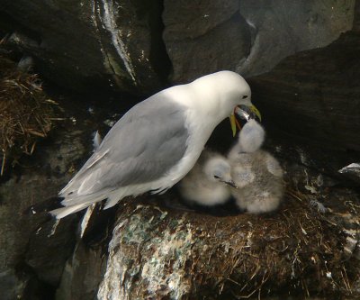 Black-legged Kittiwake & chicks