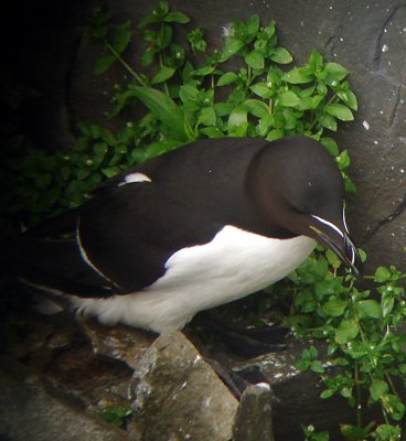 Razorbill