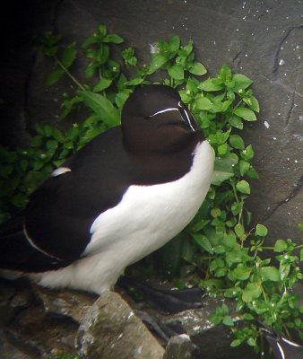 Razorbill