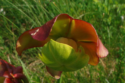 Pitcher Plant - Sarracenia purpurea