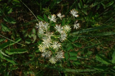 Baneberry - Actaea sp.