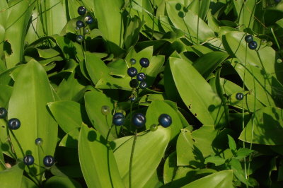 Blue-bead Lily - Clintonia borealis