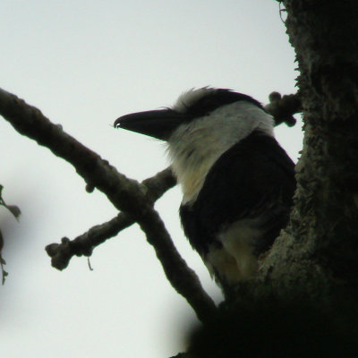 White-necked Puffbird