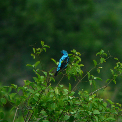 Spangled Cotinga