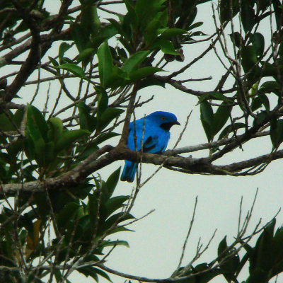 Plum-throated Cotinga