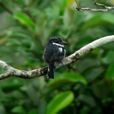 Pied Puffbird