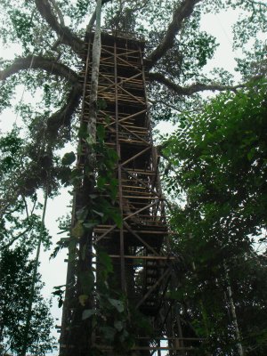 Wooden Tower Built on Ceiba.JPG