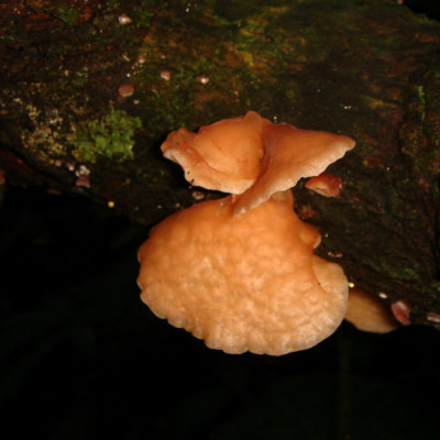 Bracket Fungus