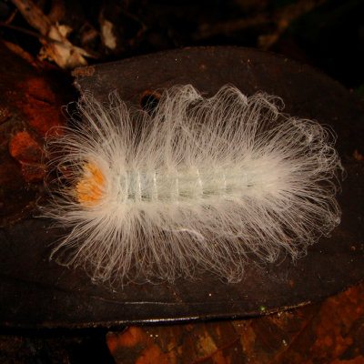 Larva, looks soft, but don't touch