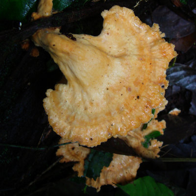 Bracket Fungus