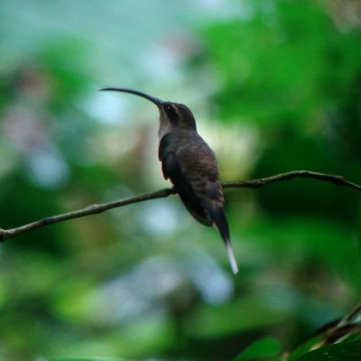 Great-billed Hermit