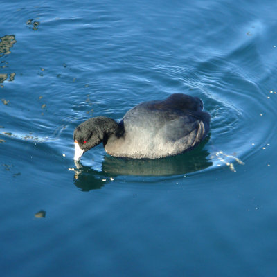 Coot