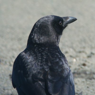 Crow