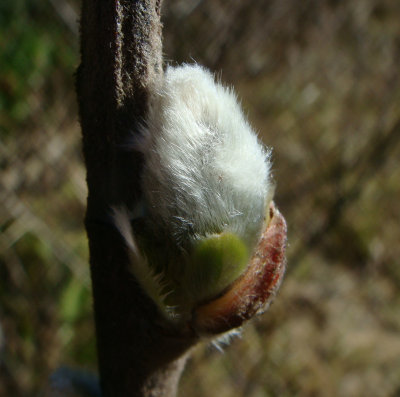 Pussy Willow