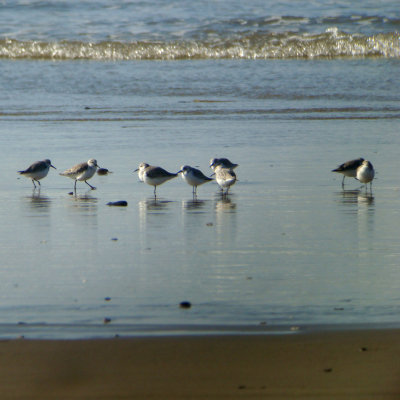Sanderlings
