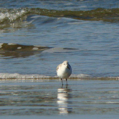 Sanderling