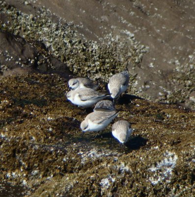 Sanderlings