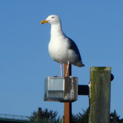 Gull