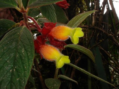 Gesneriad flower