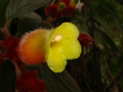Gesneriad flower