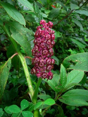 Pokeweed, Phytolacca sp.